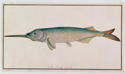Eekan Todah Pindik, from Drawings of Fishes from Malacca, c.1805-18 by Chinese School